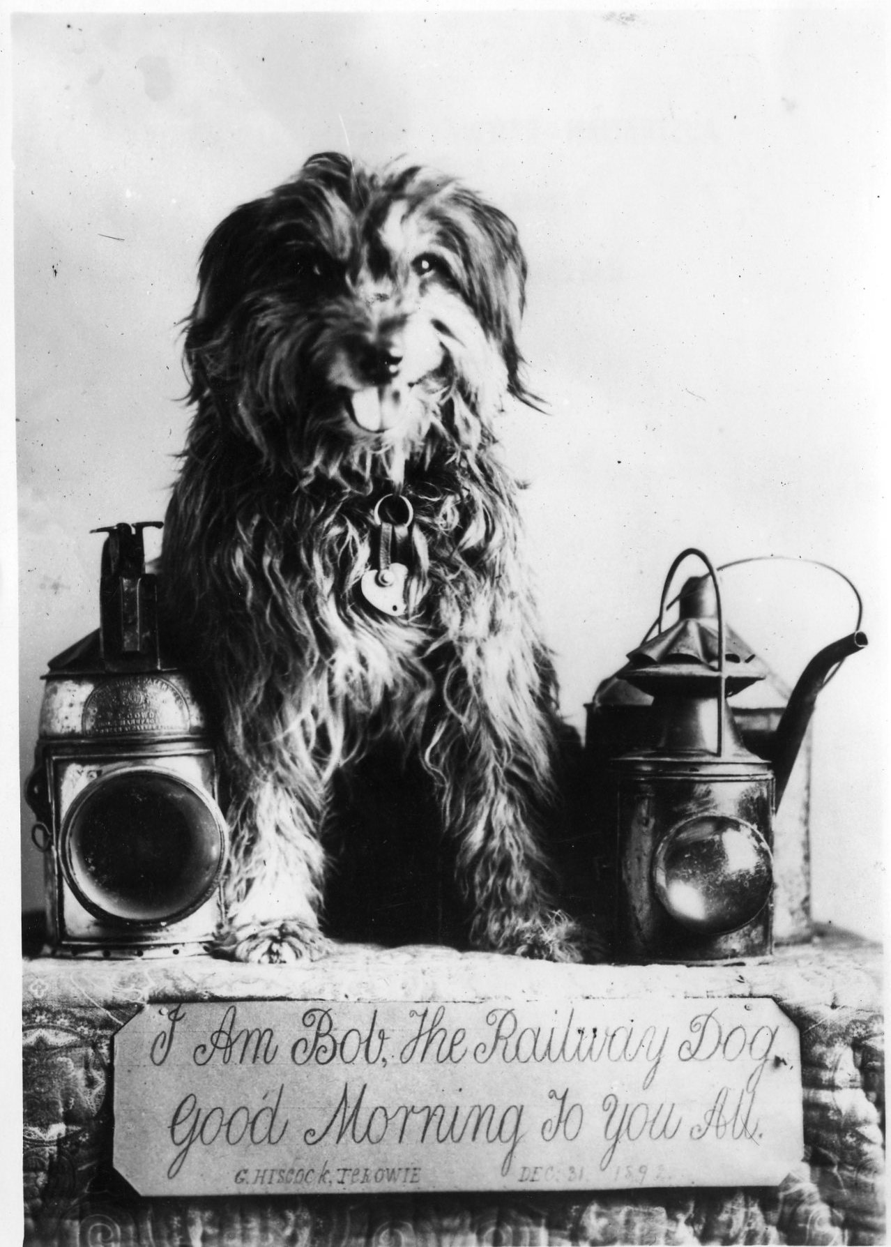 19199   Bob the Railway Dog